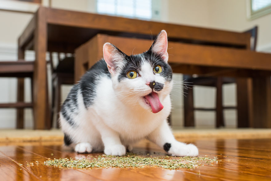 I Take Photos Of Cats High On Catnip, And It’s Sooo Much Fun (19 Pics) I Take Photos Of Cats High On Catnip, And It’s Sooo Much Fun (19 Pics)