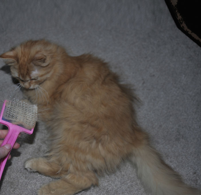 I Combed My Cat And Created A Smaller Version Of Him From His Fur I Combed My Cat And Created A Smaller Version Of Him From His Fur