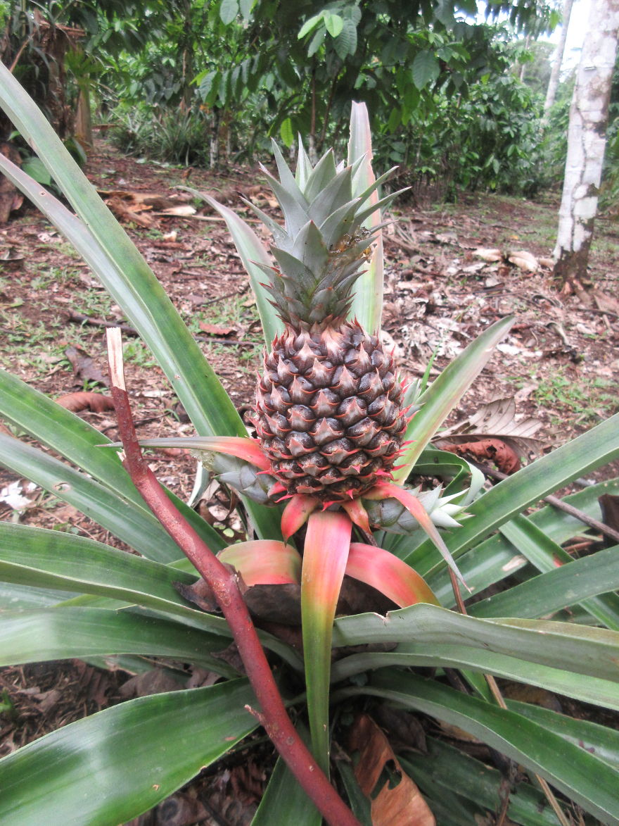 We Spent 5 Months In The Jungles Of South America, And Saw Some Crazy Things! We Spent 5 Months In The Jungles Of South America, And Saw Some Crazy Things!