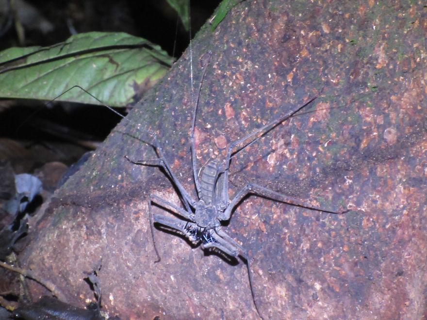 We Spent 5 Months In The Jungles Of South America, And Saw Some Crazy Things! We Spent 5 Months In The Jungles Of South America, And Saw Some Crazy Things!