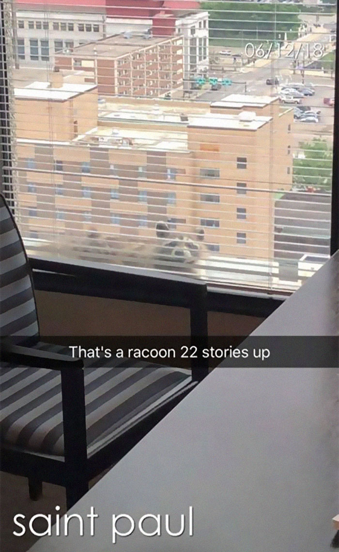 Internet Holds Its Breath As Raccoon Climbs A Skyscraper, And It Gets Scarier And Scarier With Every Pic Internet Holds Its Breath As Raccoon Climbs A Skyscraper, And It Gets Scarier And Scarier With Every Pic