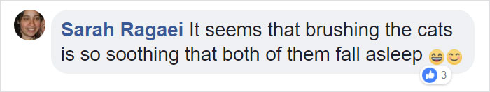 The Internet Can’t Get Enough Of This Man Who Volunteers And Naps With Cats At A Shelter Every Day The Internet Can’t Get Enough Of This Man Who Volunteers And Naps With Cats At A Shelter Every Day