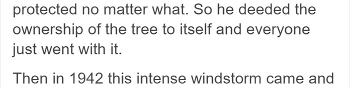 This City Granted The Right For This Tree To Own Itself And It’s Brilliant This City Granted The Right For This Tree To Own Itself And It’s Brilliant