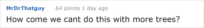 This City Granted The Right For This Tree To Own Itself And It’s Brilliant This City Granted The Right For This Tree To Own Itself And It’s Brilliant