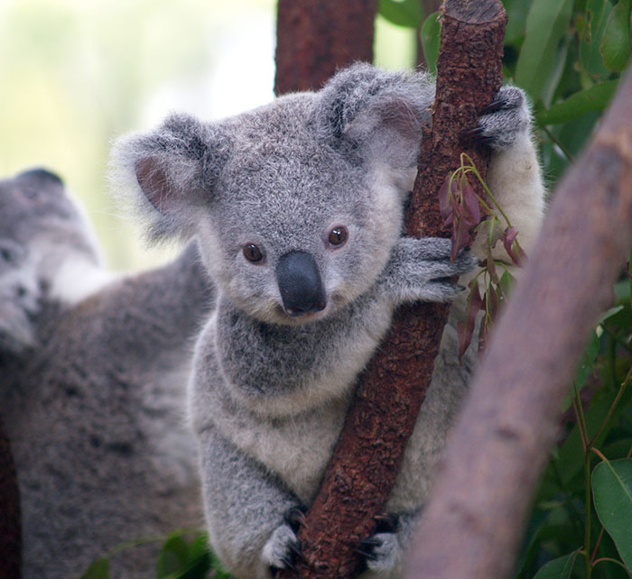 Tumblr Explains Why Koalas Are Animals That Make Absolutely No Sense Tumblr Explains Why Koalas Are Animals That Make Absolutely No Sense