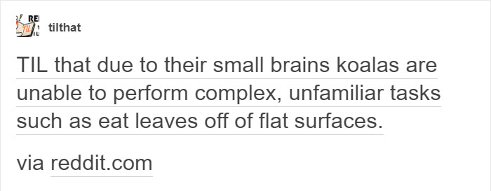 Tumblr Explains Why Koalas Are Animals That Make Absolutely No Sense Tumblr Explains Why Koalas Are Animals That Make Absolutely No Sense