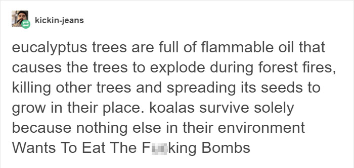 Tumblr Explains Why Koalas Are Animals That Make Absolutely No Sense Tumblr Explains Why Koalas Are Animals That Make Absolutely No Sense