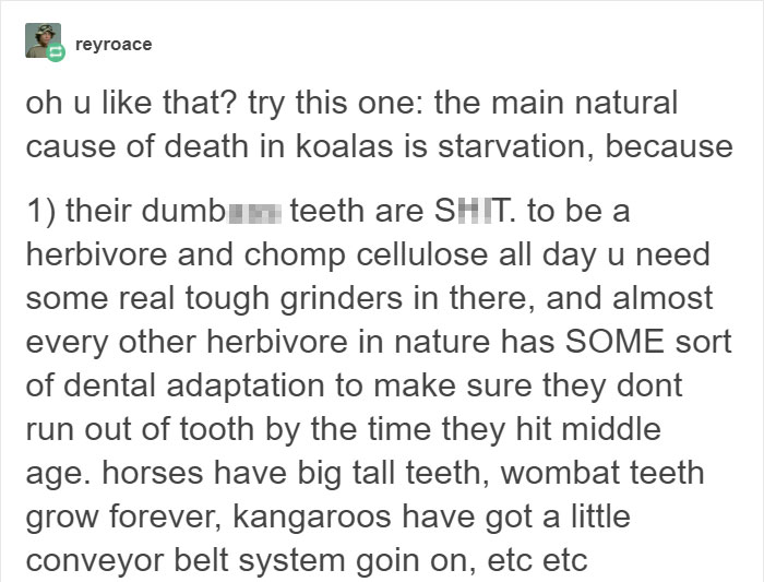 Tumblr Explains Why Koalas Are Animals That Make Absolutely No Sense Tumblr Explains Why Koalas Are Animals That Make Absolutely No Sense