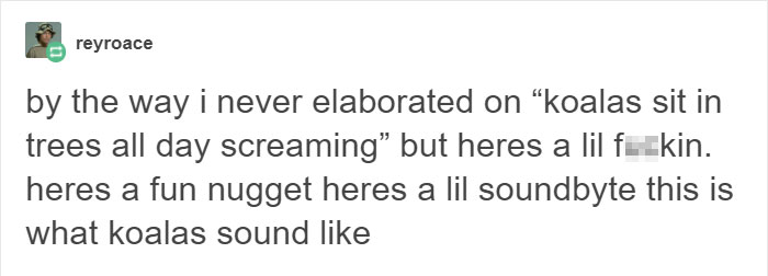 Tumblr Explains Why Koalas Are Animals That Make Absolutely No Sense Tumblr Explains Why Koalas Are Animals That Make Absolutely No Sense