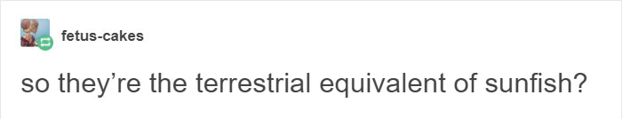 Tumblr Explains Why Koalas Are Animals That Make Absolutely No Sense Tumblr Explains Why Koalas Are Animals That Make Absolutely No Sense