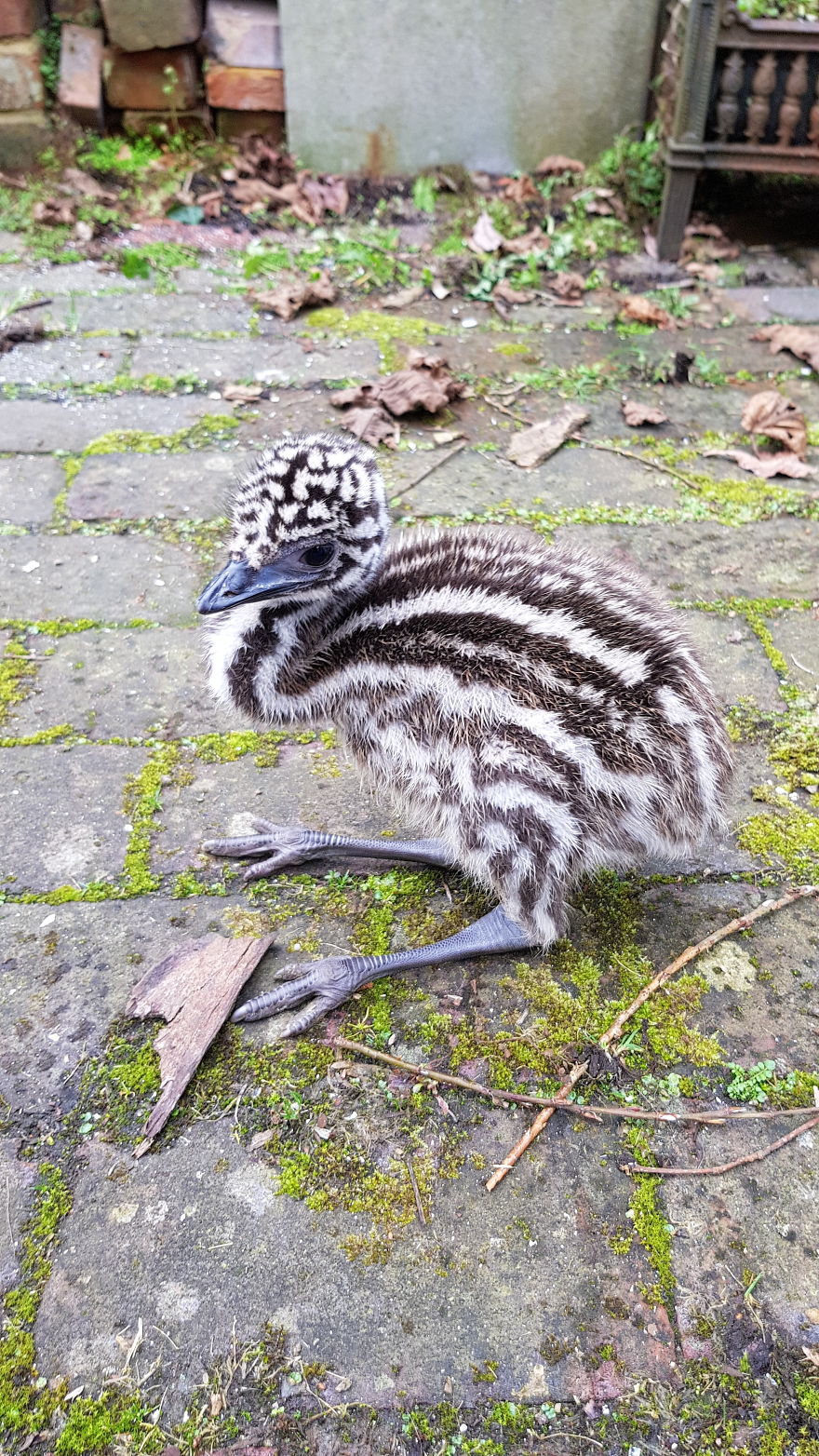 We Tried To Hatch These Four Eggs Bought On eBay And This Is How The Events Unfolded