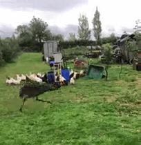 We Tried To Hatch These Four Eggs Bought On eBay And This Is How The Events Unfolded