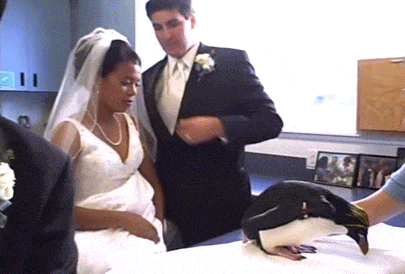 The Internet Is Cracking Up Over This Bear’s Reaction To This Couple Getting Married At The Zoo (3 Pics)