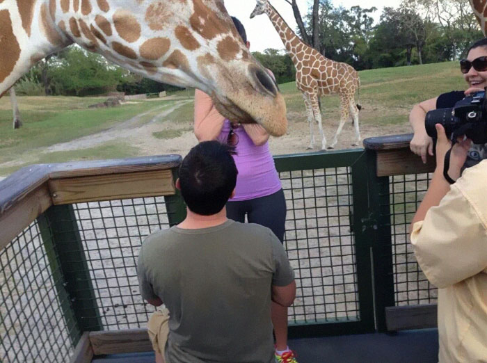 The Internet Is Cracking Up Over This Bear’s Reaction To This Couple Getting Married At The Zoo (3 Pics)