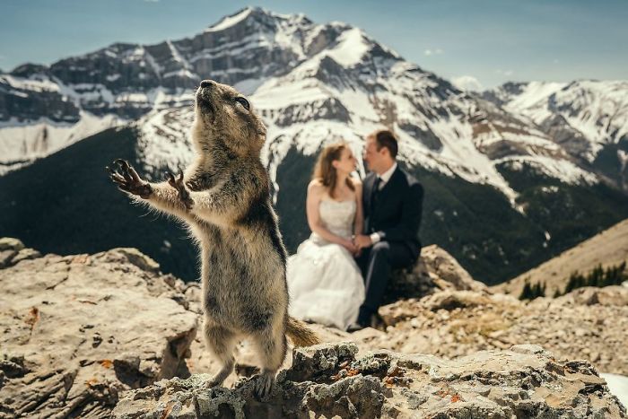 The Internet Is Cracking Up Over This Bear’s Reaction To This Couple Getting Married At The Zoo (3 Pics)