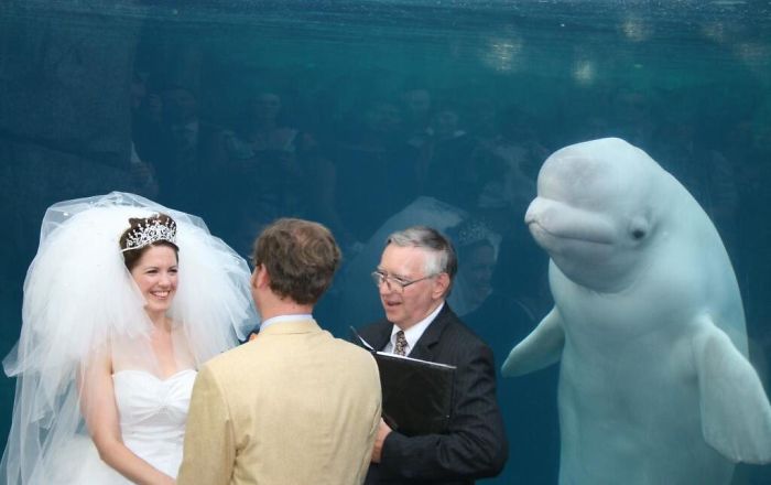 The Internet Is Cracking Up Over This Bear’s Reaction To This Couple Getting Married At The Zoo (3 Pics)