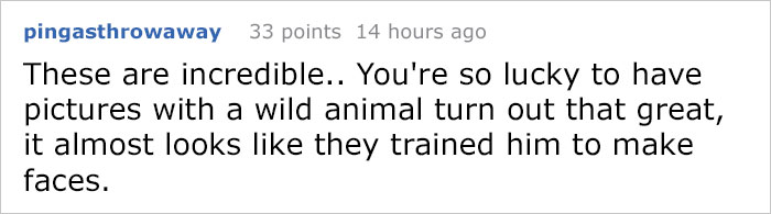 The Internet Is Cracking Up Over This Bear’s Reaction To This Couple Getting Married At The Zoo (3 Pics)