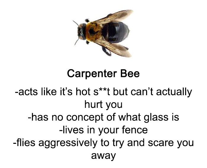 Someone Wrote A Funny Guide About Bees And Wasps And You Might Learn Something New Someone Wrote A Funny Guide About Bees And Wasps And You Might Learn Something New