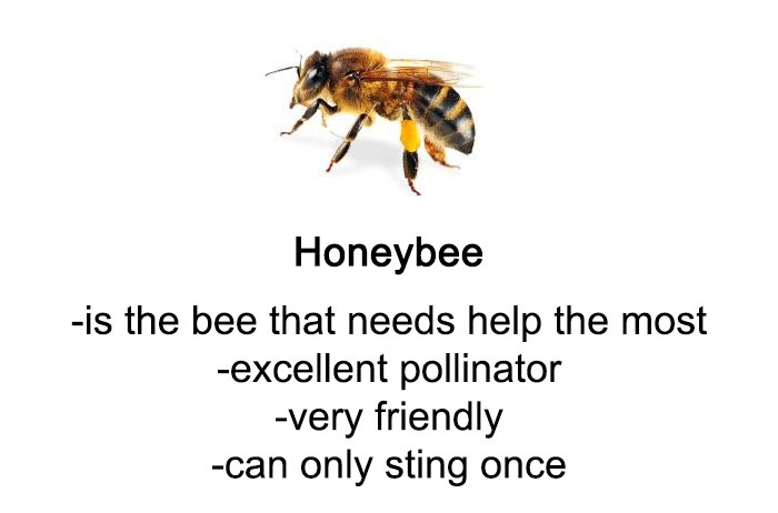 Someone Wrote A Funny Guide About Bees And Wasps And You Might Learn Something New Someone Wrote A Funny Guide About Bees And Wasps And You Might Learn Something New