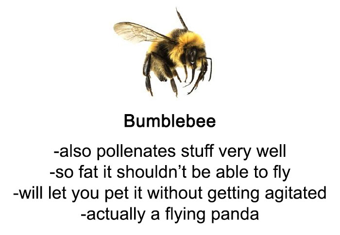 Someone Wrote A Funny Guide About Bees And Wasps And You Might Learn Something New Someone Wrote A Funny Guide About Bees And Wasps And You Might Learn Something New