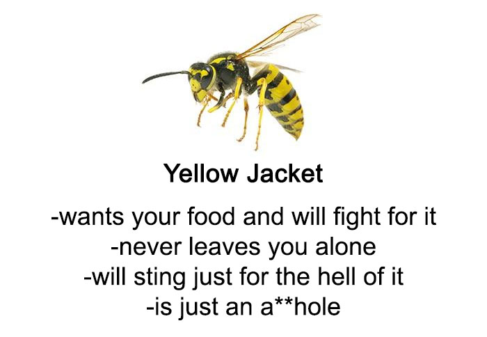 Someone Wrote A Funny Guide About Bees And Wasps And You Might Learn Something New Someone Wrote A Funny Guide About Bees And Wasps And You Might Learn Something New
