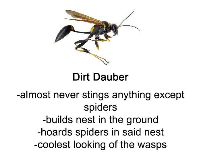 Someone Wrote A Funny Guide About Bees And Wasps And You Might Learn Something New Someone Wrote A Funny Guide About Bees And Wasps And You Might Learn Something New