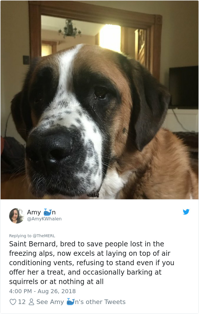 186 Dogs That Were Bred For One Job Only Succeeding In Doing Everything But That 186 Dogs That Were Bred For One Job Only Succeeding In Doing Everything But That