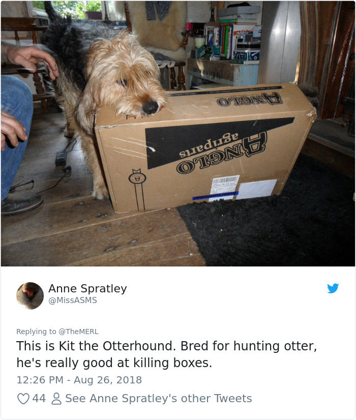 186 Dogs That Were Bred For One Job Only Succeeding In Doing Everything But That 186 Dogs That Were Bred For One Job Only Succeeding In Doing Everything But That