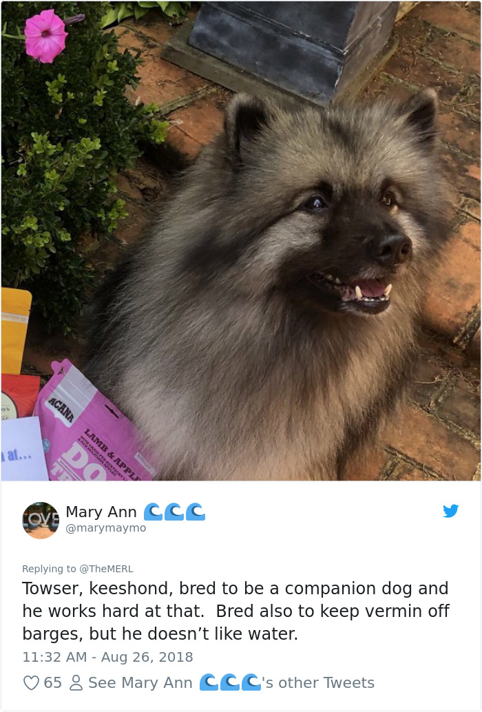 186 Dogs That Were Bred For One Job Only Succeeding In Doing Everything But That 186 Dogs That Were Bred For One Job Only Succeeding In Doing Everything But That