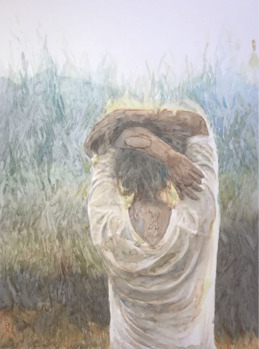 More Grass Field More Grass Field