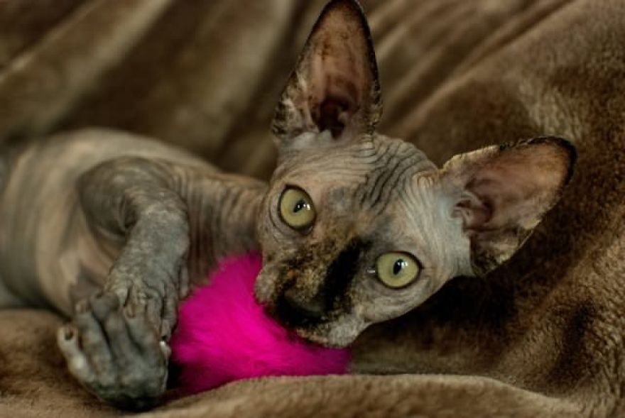 Hairless Kittens Or Adorable Little Aliens Hairless Kittens Or Adorable Little Aliens