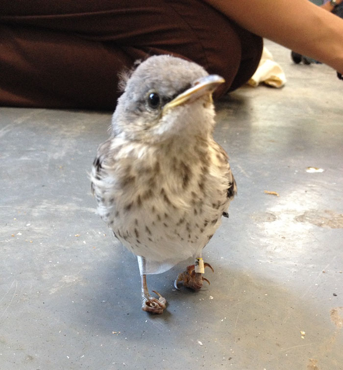 Little Injured Bird Receives Tiny ‘Snowshoes’ And Gets Back On Her Feet Little Injured Bird Receives Tiny ‘Snowshoes’ And Gets Back On Her Feet