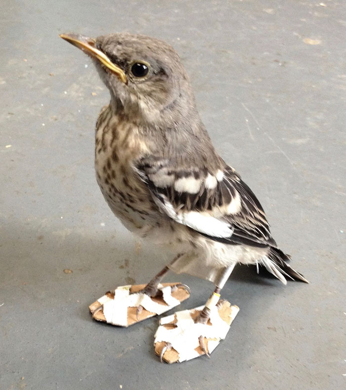 Little Injured Bird Receives Tiny ‘Snowshoes’ And Gets Back On Her Feet Little Injured Bird Receives Tiny ‘Snowshoes’ And Gets Back On Her Feet