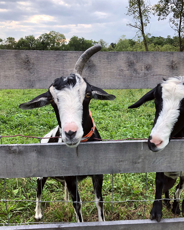 Hilariously Unbelievable Encounters With Goats That Prove They’re Actually Genius Trolls Hilariously Unbelievable Encounters With Goats That Prove They’re Actually Genius Trolls