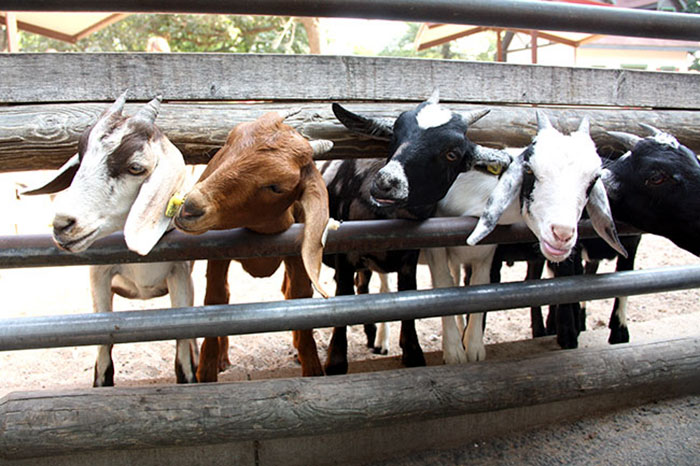 Hilariously Unbelievable Encounters With Goats That Prove They’re Actually Genius Trolls Hilariously Unbelievable Encounters With Goats That Prove They’re Actually Genius Trolls