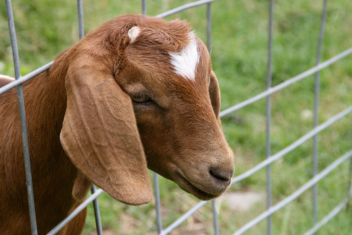 Hilariously Unbelievable Encounters With Goats That Prove They’re Actually Genius Trolls Hilariously Unbelievable Encounters With Goats That Prove They’re Actually Genius Trolls