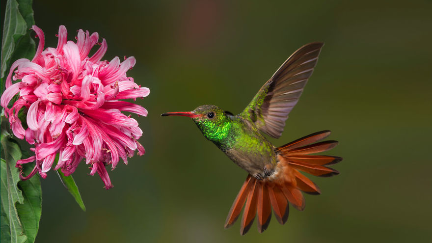19 Things To Know About Hummingbirds 19 Things To Know About Hummingbirds