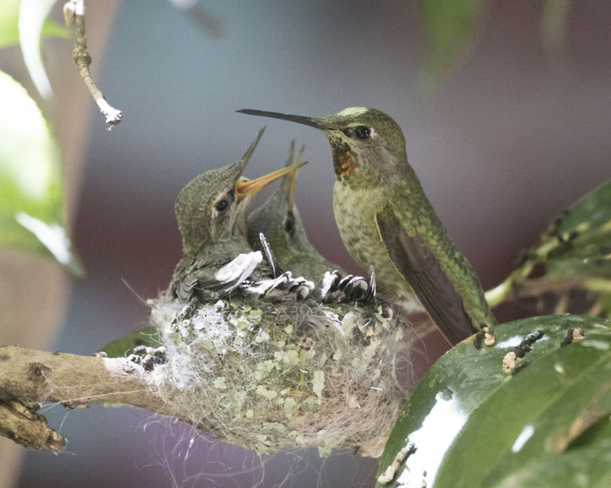 19 Things To Know About Hummingbirds 19 Things To Know About Hummingbirds
