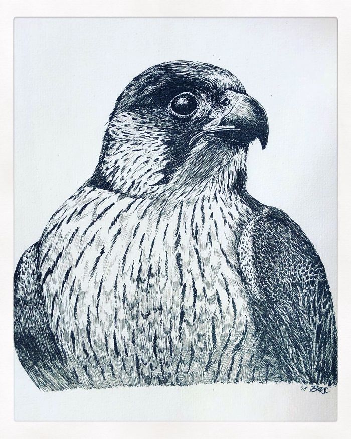 10 Amazingly Detailed Drawings Of Birds And Insects By Bas Geeraets