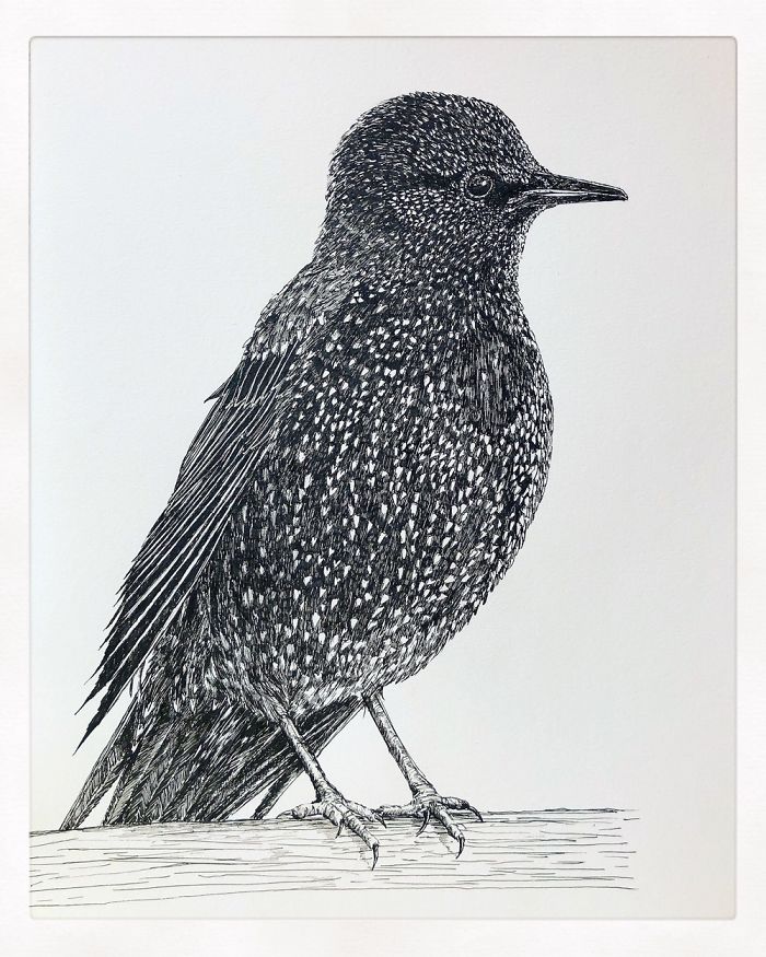 10 Amazingly Detailed Drawings Of Birds And Insects By Bas Geeraets