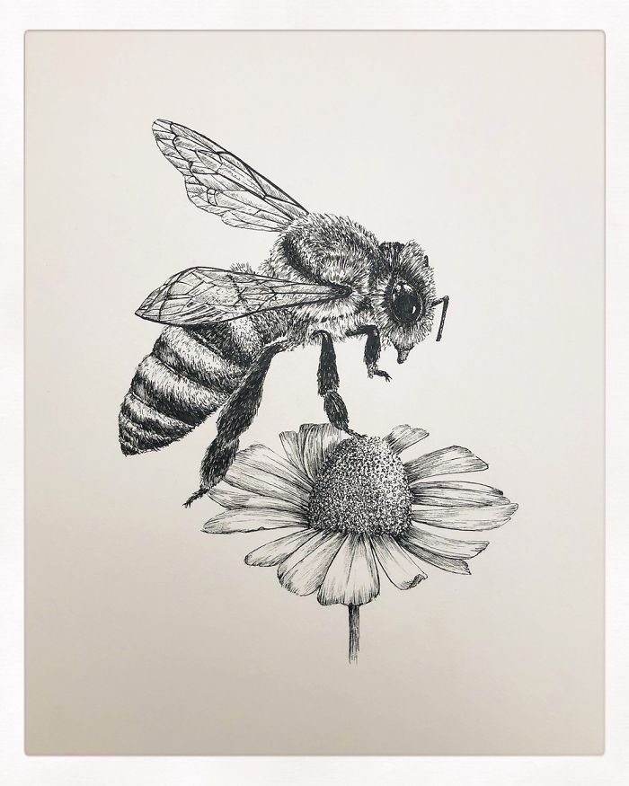 10 Amazingly Detailed Drawings Of Birds And Insects By Bas Geeraets