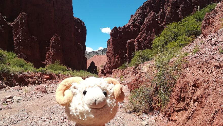 I Am The Cutest Ram Ever And I Love To Travel: Look At My Pictures Around The World!
