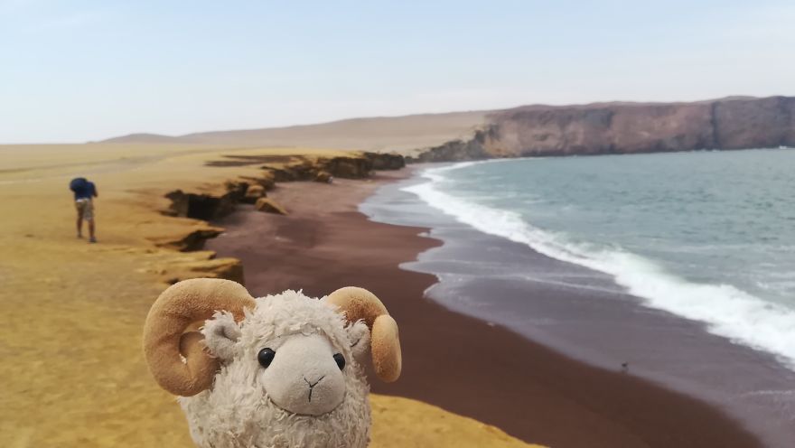 I Am The Cutest Ram Ever And I Love To Travel: Look At My Pictures Around The World!