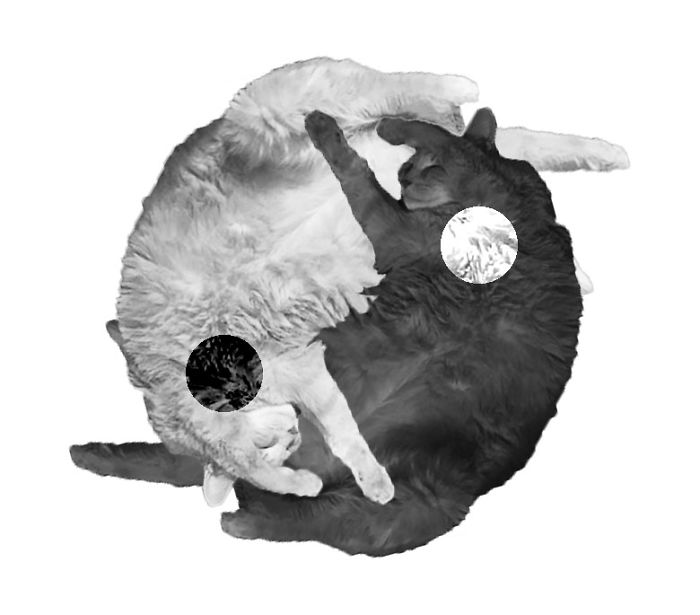 &#8216;Photoshop My Fat Cat Into Weird Things&#8217;