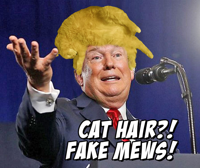 &#8216;Photoshop My Fat Cat Into Weird Things&#8217;