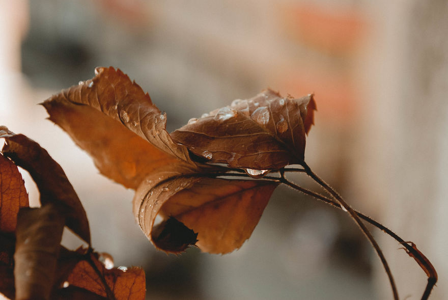 I Want To Prove That You Can Make All Kinds Of Photographs By Using The Same Cheap Kit Lens (18-55mm) I Want To Prove That You Can Make All Kinds Of Photographs By Using The Same Cheap Kit Lens (18-55mm)