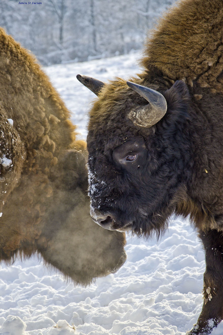 “Dragos Voda” Reserve: The Only Place In Europe Where You Can Meet Bisons In Freedom “Dragos Voda” Reserve: The Only Place In Europe Where You Can Meet Bisons In Freedom