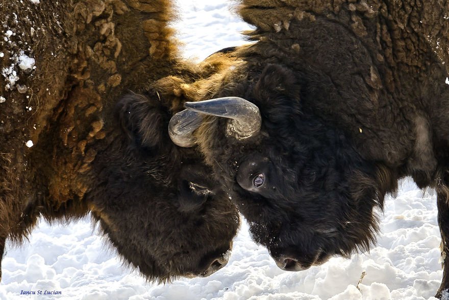 “Dragos Voda” Reserve: The Only Place In Europe Where You Can Meet Bisons In Freedom “Dragos Voda” Reserve: The Only Place In Europe Where You Can Meet Bisons In Freedom