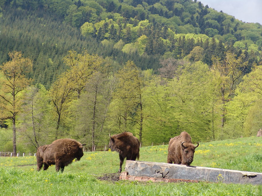 “Dragos Voda” Reserve: The Only Place In Europe Where You Can Meet Bisons In Freedom “Dragos Voda” Reserve: The Only Place In Europe Where You Can Meet Bisons In Freedom