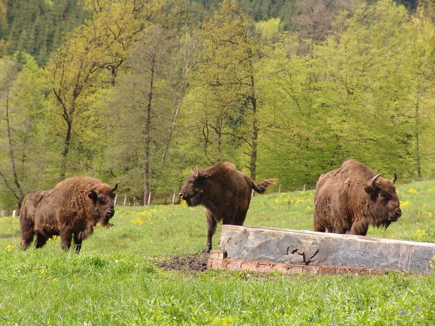 “Dragos Voda” Reserve: The Only Place In Europe Where You Can Meet Bisons In Freedom “Dragos Voda” Reserve: The Only Place In Europe Where You Can Meet Bisons In Freedom